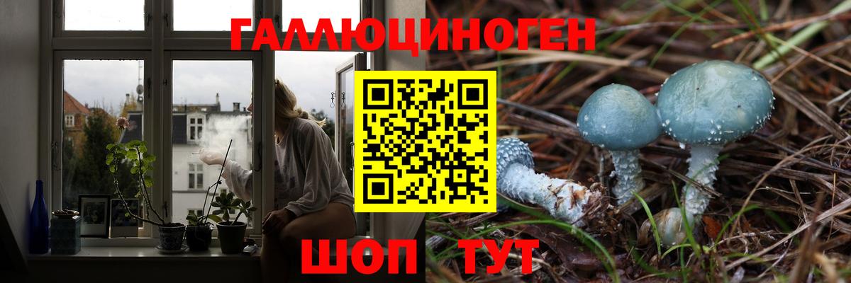 Галлюциногенные грибы Psilocybine cubensis Котлас